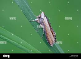 Attēlu rezultāti vaicājumam “Shargacucullia scrophulariae larva”