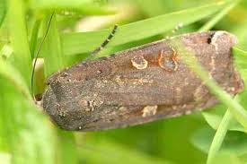 Attēlu rezultāti vaicājumam “Noctua pronuba”