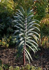 Image result for Wolfsmilch