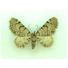 Attēlu rezultāti vaicājumam “Eupithecia venosata”