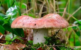 Attēlu rezultāti vaicājumam “Russula vesca”