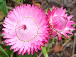 Image result for Helichrysum bracteatum