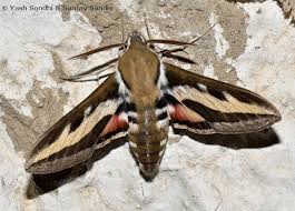 Attēlu rezultāti vaicājumam “Hyles gallii imago”