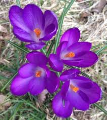 Attēlu rezultāti vaicājumam “Crocus tommasinianus flower”