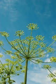 Attēlu rezultāti vaicājumam “Umbelliferae”