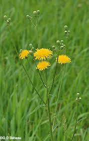 Attēlu rezultāti vaicājumam “Sonchus arvensis subsp. uliginosus fruit”