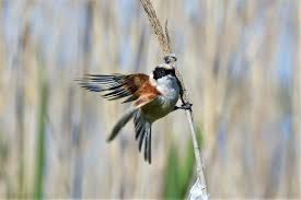 Image result for Remiz pendulinus