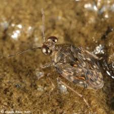 Attēlu rezultāti vaicājumam “Saldula saltatoria”