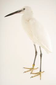 Image result for Egretta garzetta