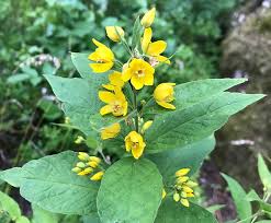 Attēlu rezultāti vaicājumam “Anticollix sparsata”