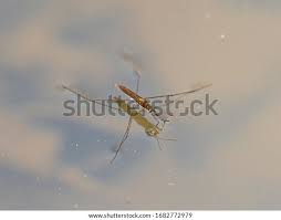 Attēlu rezultāti vaicājumam “Gerridae imago”