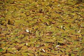 Attēlu rezultāti vaicājumam “Potamogeton natans leaf”