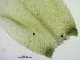 Attēlu rezultāti vaicājumam “Isothecium alopecuroides”