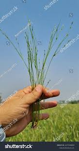 Attēlu rezultāti vaicājumam “Juncus bufonius bud”