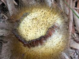 Attēlu rezultāti vaicājumam “Physarum viride var. aurantium spores”