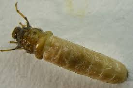 Attēlu rezultāti vaicājumam “Chaetopteryx villosa”