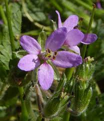 Attēlu rezultāti vaicājumam “Diachea muscorum stalked”