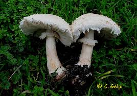 Attēlu rezultāti vaicājumam “Macrolepiota rhacodes”