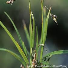 Attēlu rezultāti vaicājumam “Carex capillaris”