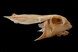 Image result for Dactylopterus volitans