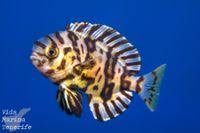 Image result for Schedophilus ovalis