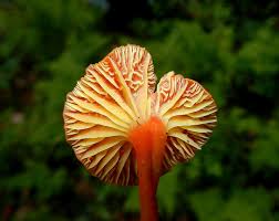 Attēlu rezultāti vaicājumam “Hygrocybe cantharellus”