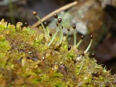 Attēlu rezultāti vaicājumam “Ptilidium pulcherrimum”