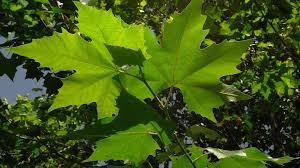Attēlu rezultāti vaicājumam “Platanus x hispanica (syn. Platanus x acerifolia) leaf”