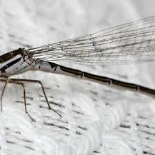 Attēlu rezultāti vaicājumam “Coenagrion armatum”