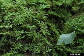 Attēlu rezultāti vaicājumam “Hylocomium splendens”