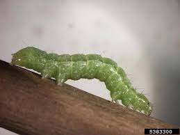 Attēlu rezultāti vaicājumam “Autographa gamma”