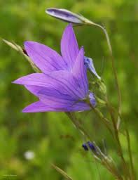 Image result for Campanula patula