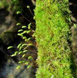 Attēlu rezultāti vaicājumam “Campylophyllum sommerfeltii”