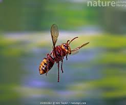 Attēlu rezultāti vaicājumam “Vespa crabro”