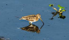 Attēlu rezultāti vaicājumam “Gallinago gallinago nest”
