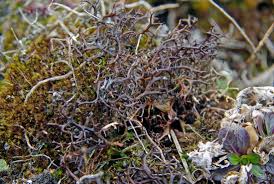 Attēlu rezultāti vaicājumam “Cetraria aculeata”