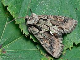 Attēlu rezultāti vaicājumam “Allophyes oxyacanthae”