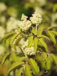 Attēlu rezultāti vaicājumam “Sambucus racemosa flower”