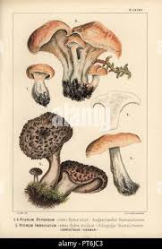 Attēlu rezultāti vaicājumam “Sarcodon imbricatum”