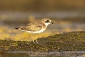 Image result for Charadrius mongolus