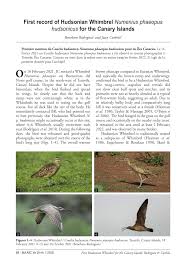 Image result for Numenius hudsonicus