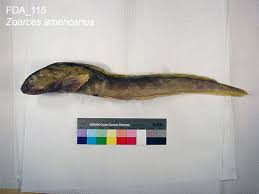 Image result for Zoarces americanus