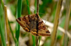 Attēlu rezultāti vaicājumam “Euclidia glyphica”