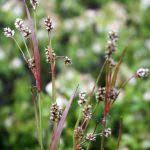 Attēlu rezultāti vaicājumam “Luzula multiflora fruit”