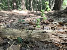 Attēlu rezultāti vaicājumam “Pyrola chlorantha leaf”