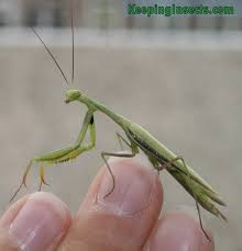 Attēlu rezultāti vaicājumam “Mantis religiosa”