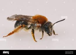 Attēlu rezultāti vaicājumam “Andrena haemorrhoa female”