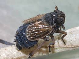 Attēlu rezultāti vaicājumam “Javesella pellucida female”