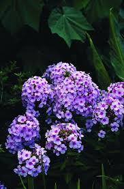 Image result for Phlox paniculata `Bright Eyes`