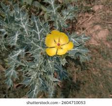 Attēlu rezultāti vaicājumam “Papaver argemone leaf”
